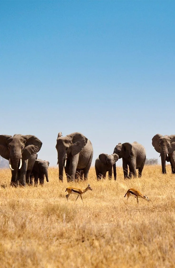 East African landscape